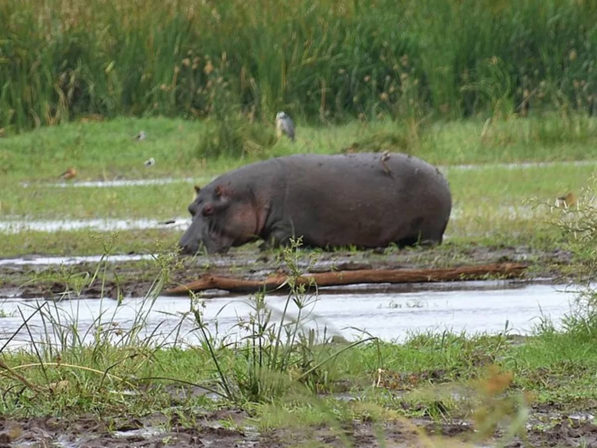Hippo grassland seen during an East African safari