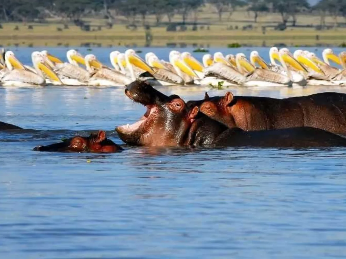 Hippo pelican lake