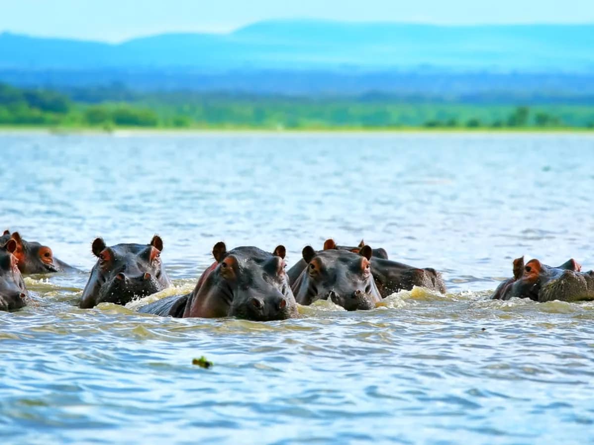 Hippos in a lake