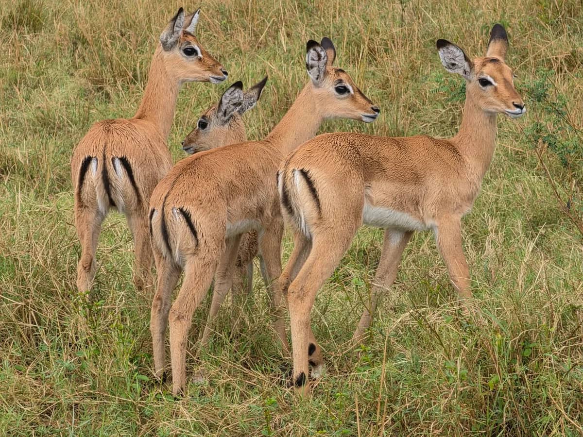 Impala antelope seen during an East African safari