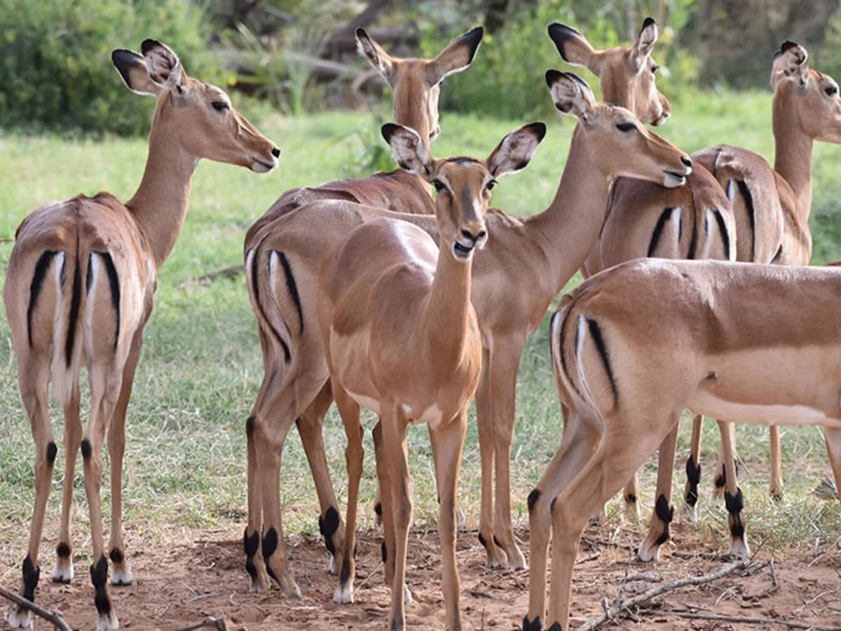 Impalas seen during an East African safari