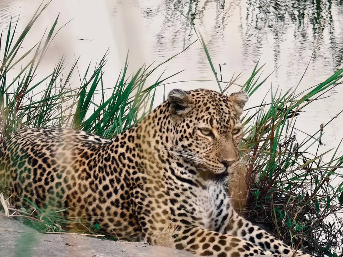 Leopard seen during an East African safari