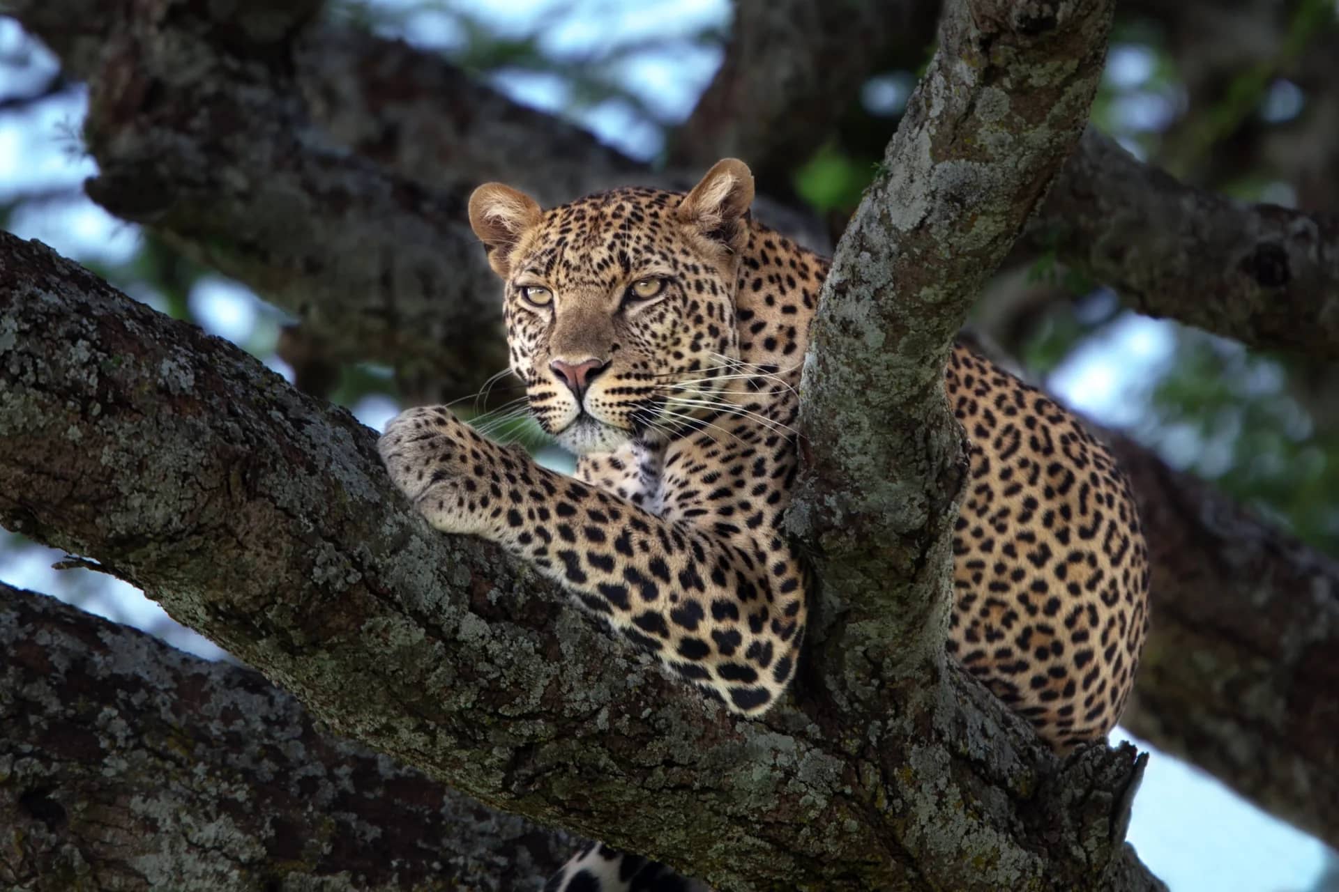 Leopard resting along a tree branch