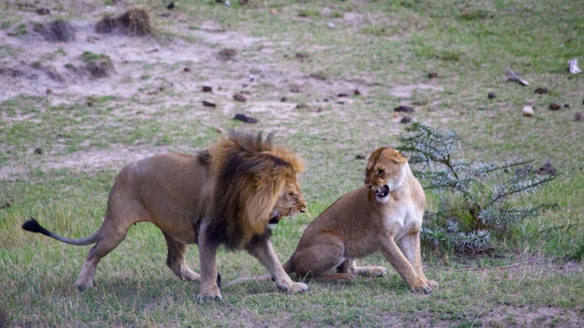 A male lion snarling beside a lioness on short grass