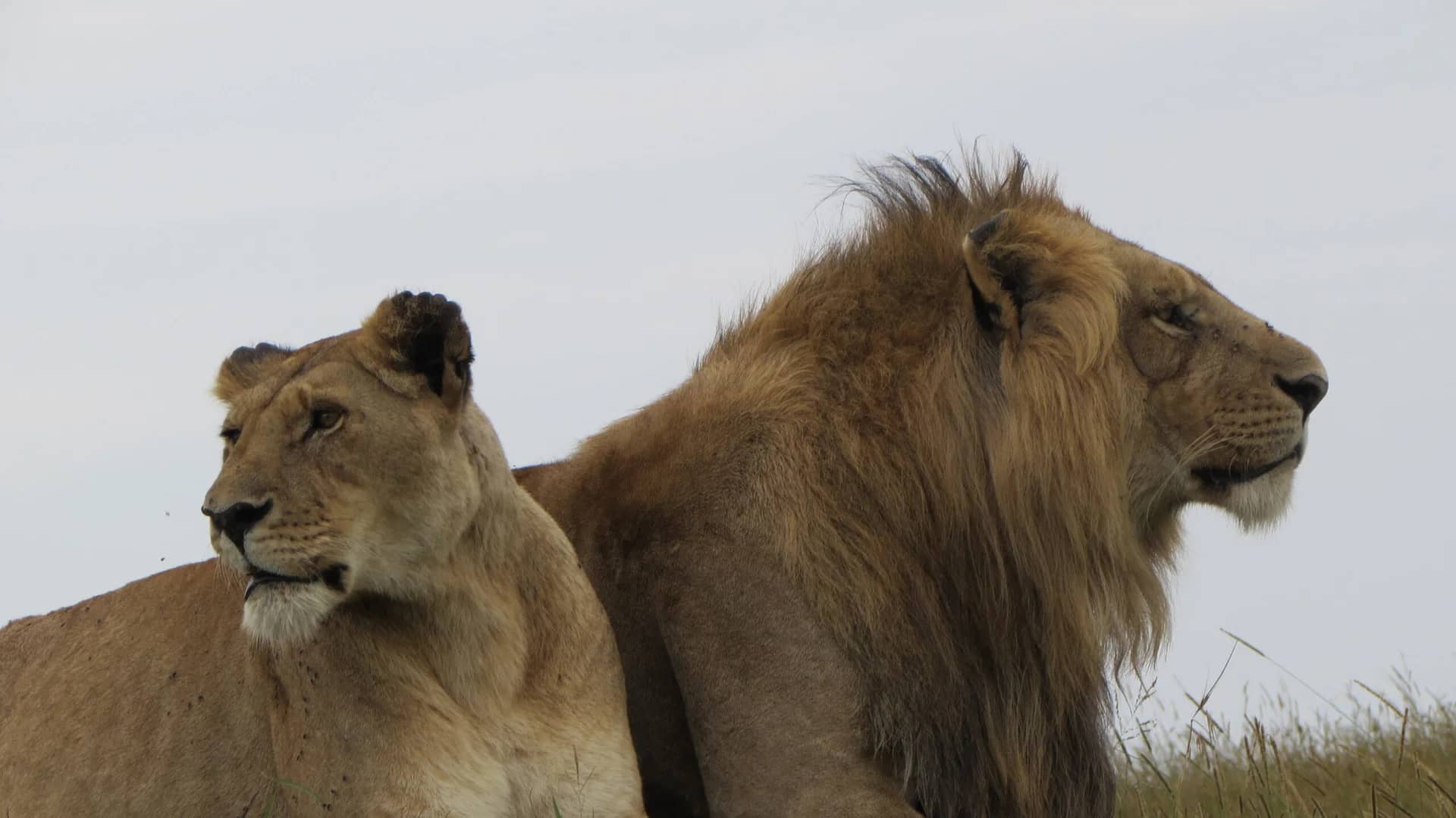 Lion lioness seen during an East African safari