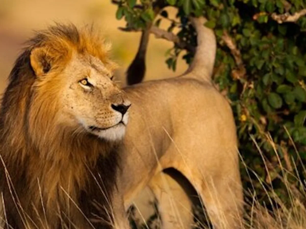 Lion lioness seen during an East African safari