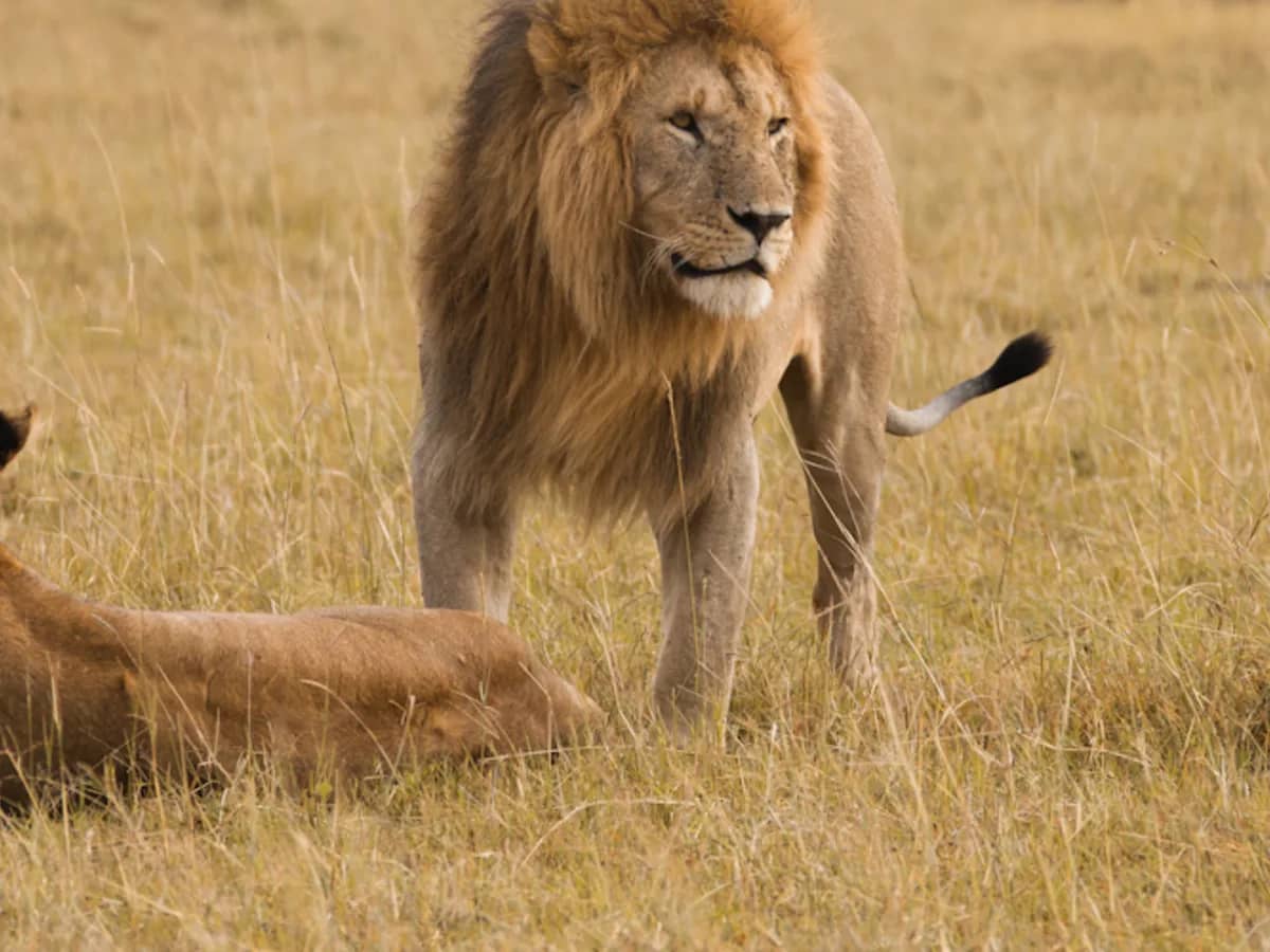 Lion lioness seen during an East African safari