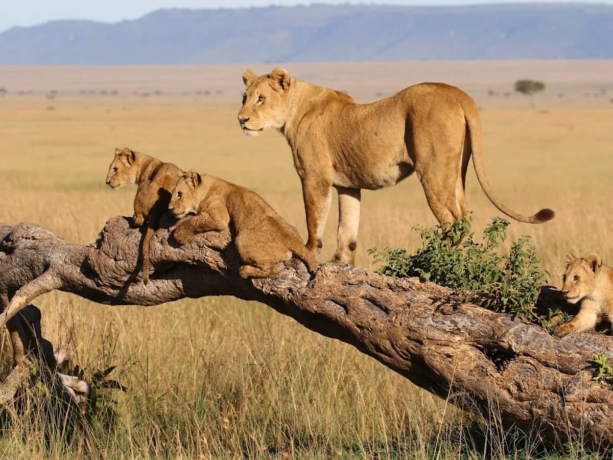 Lion lioness cubs