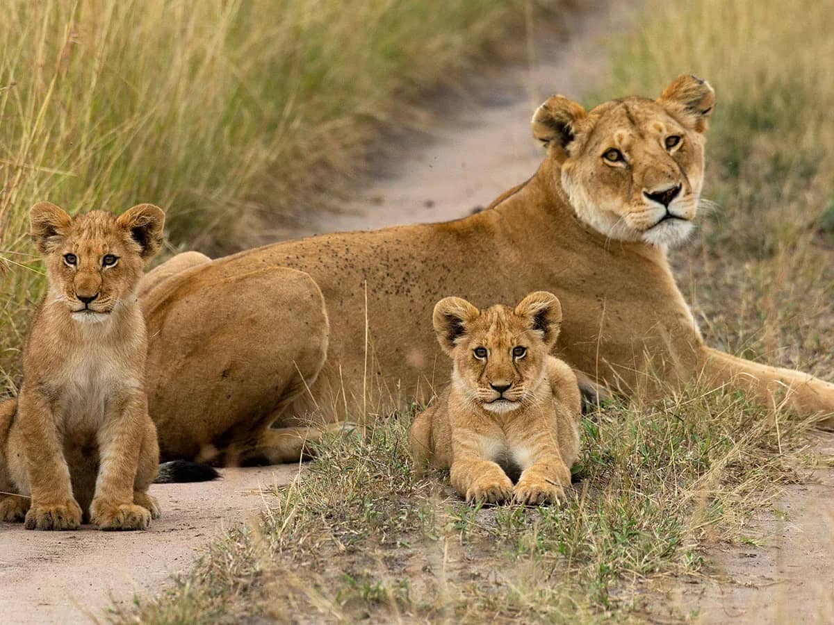 Lion lioness cubs