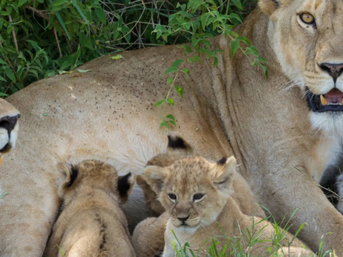 Lion lioness cubs