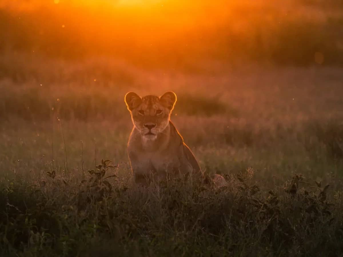Lion lioness dusk