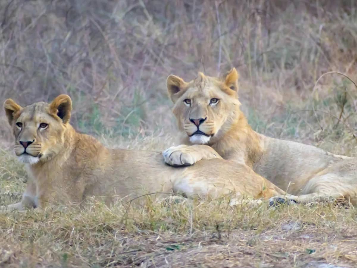 Lion pair seen during an East African safari