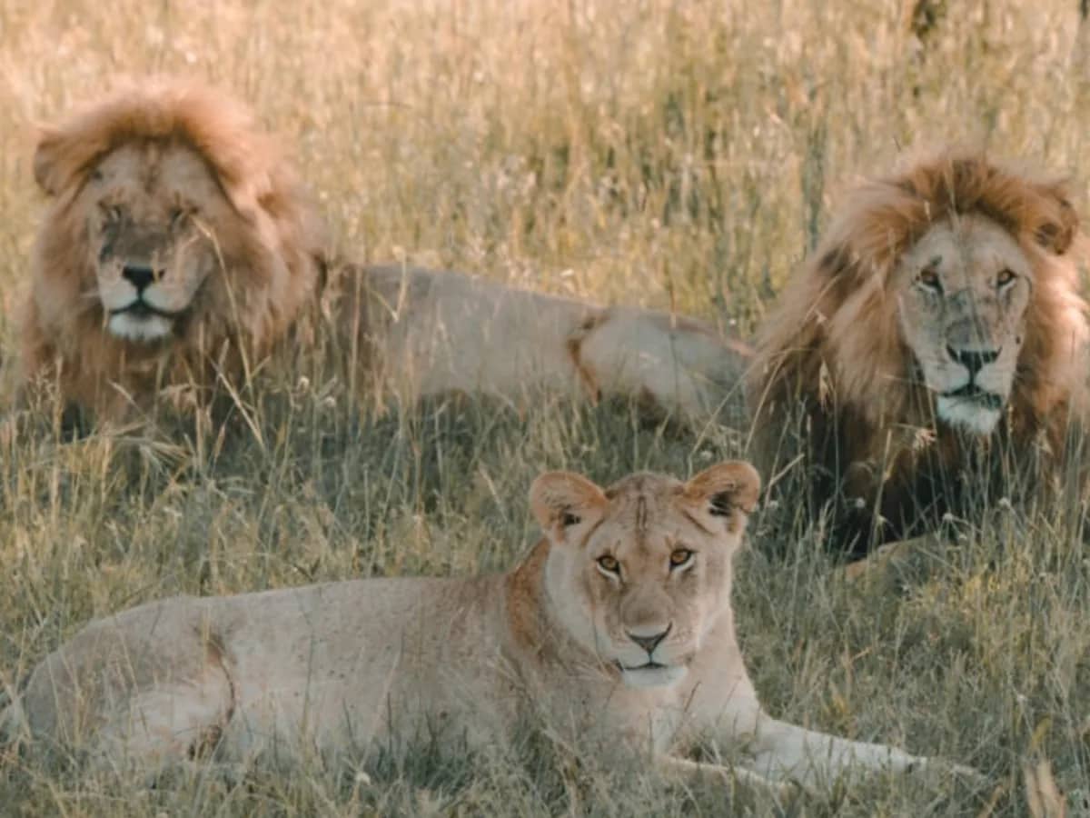 Lion pride seen during an East African safari
