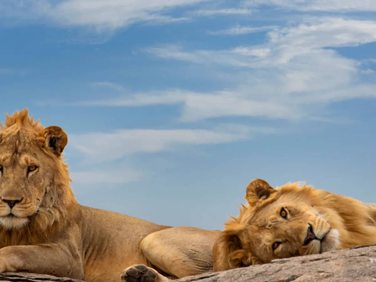 Lion rock seen during an East African safari