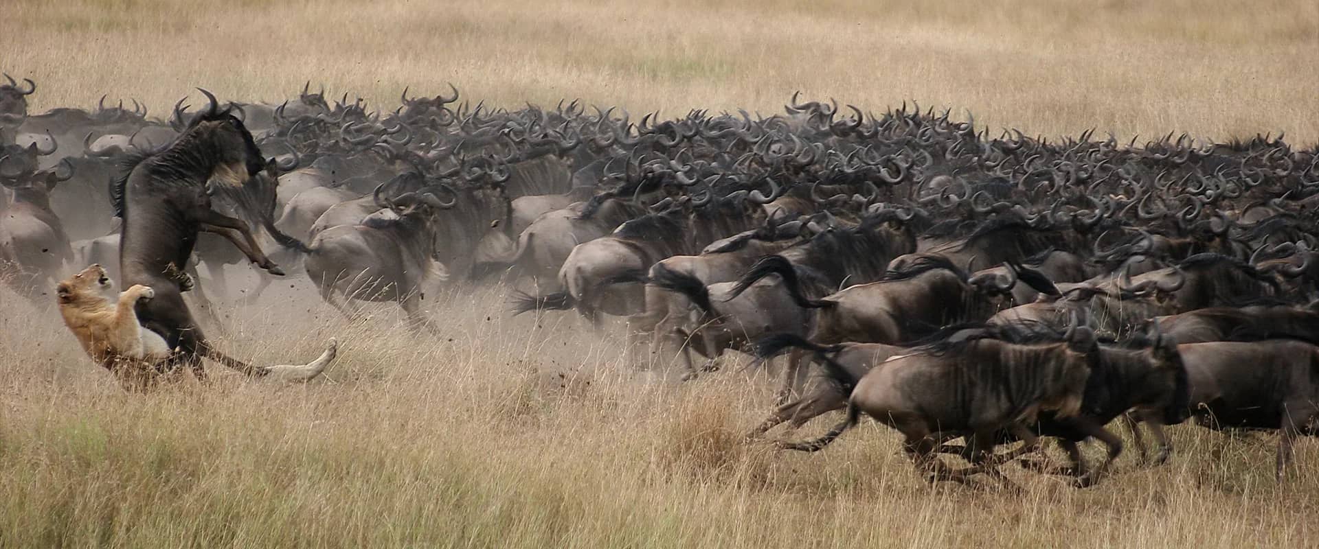 Lion wildebeest hunt