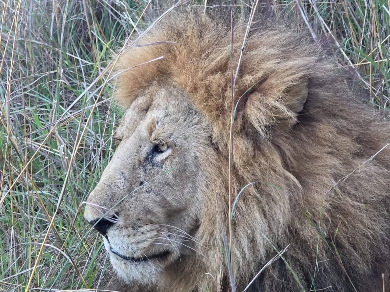 Male lion looking across dry grassland
