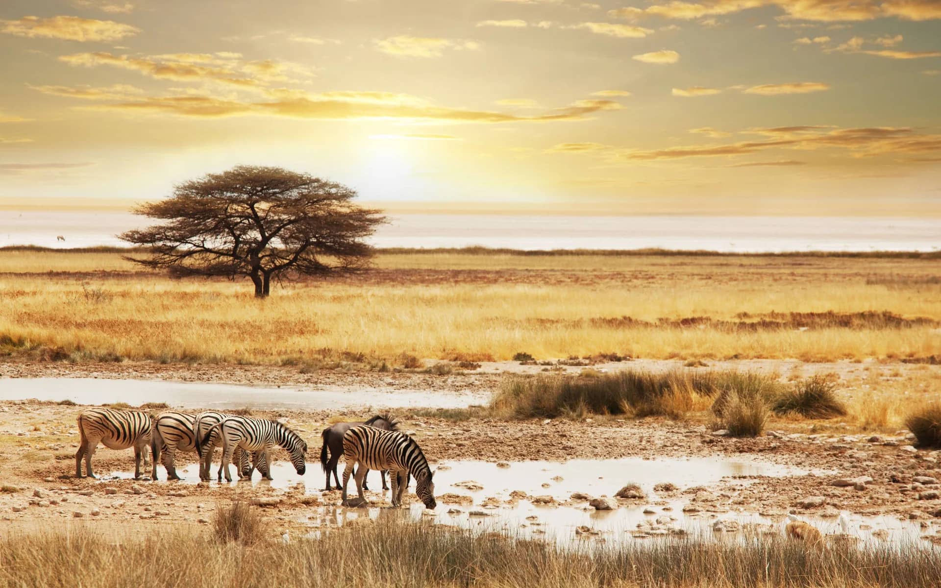 Zebras beneath an acacia tree on open savannah at sunset
