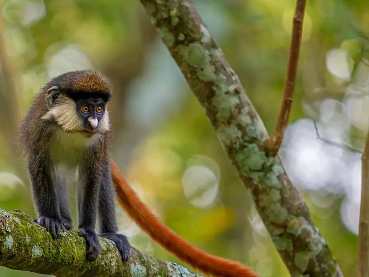 Monkey primate forest