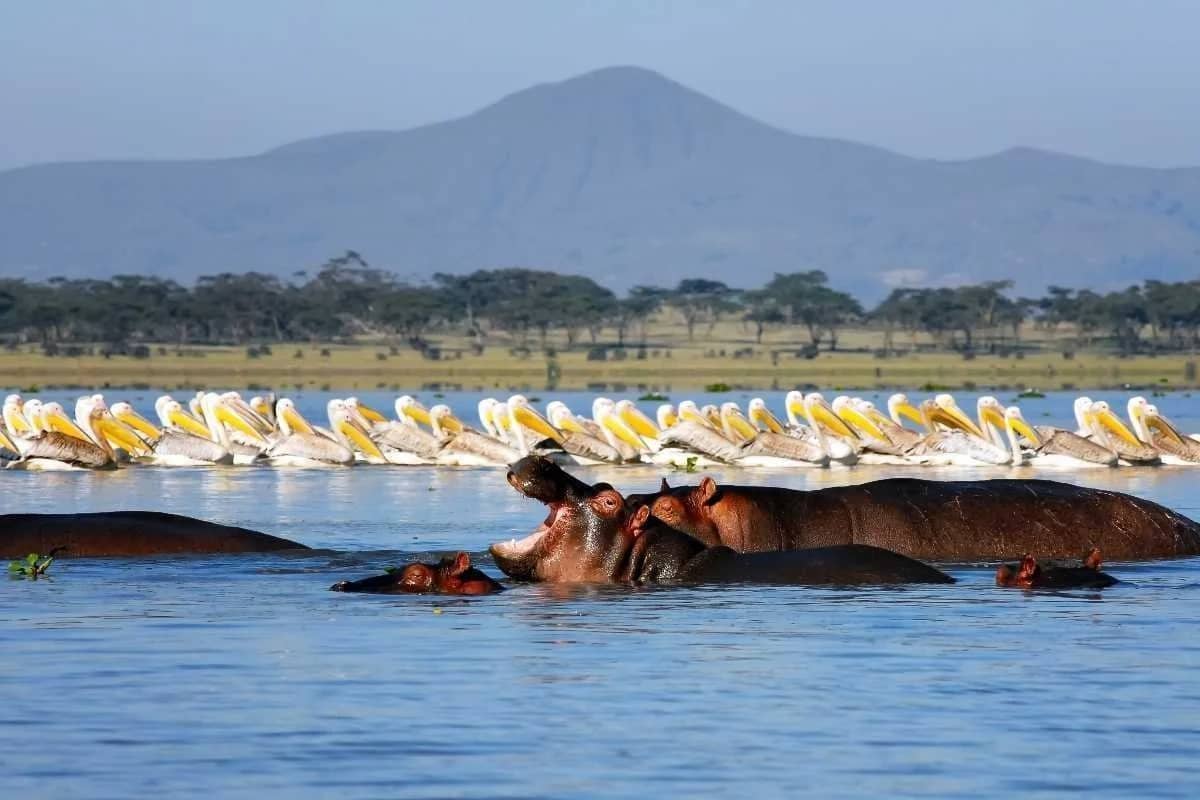Hippo and pelicans in shallow lake water