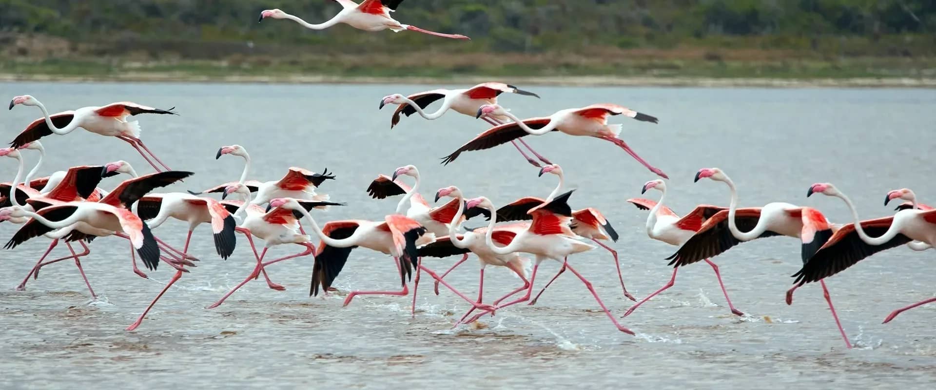 Flamingos flying low above a broad lake