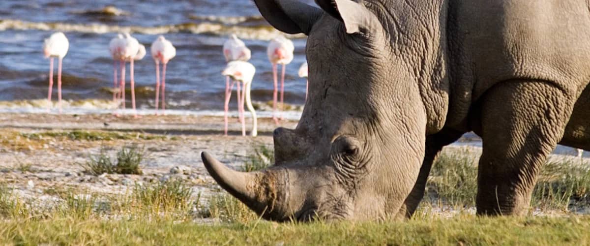 White rhino standing near flamingos at the lakeshore