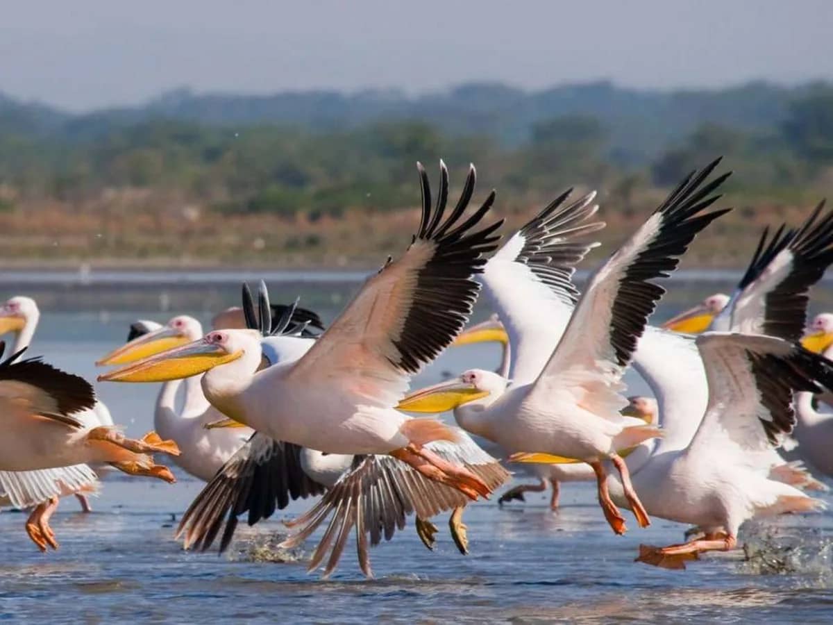Pelican birds lake