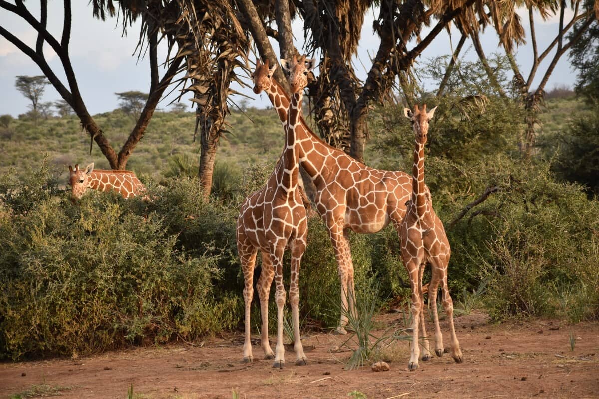 Three reticulated giraffes standing among acacia trees on red earth