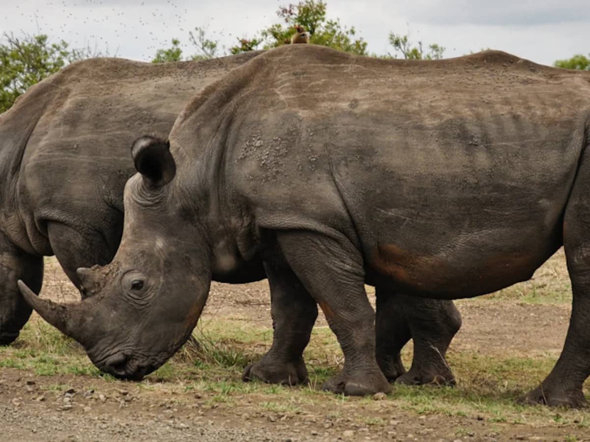 Rhino seen during an East African safari