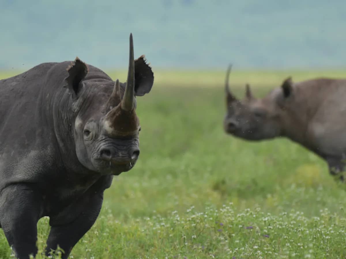 Rhino black rhino