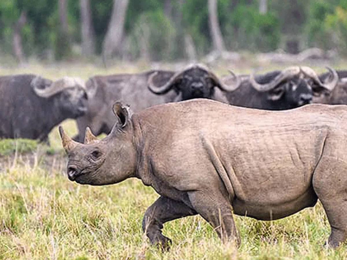 Rhino buffalo seen during an East African safari
