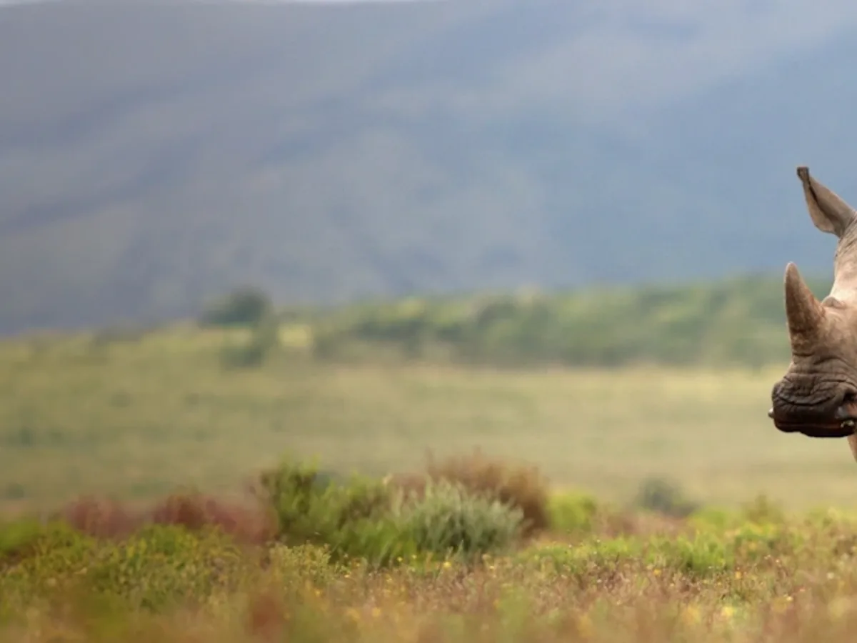 Rhino grassland seen during an East African safari