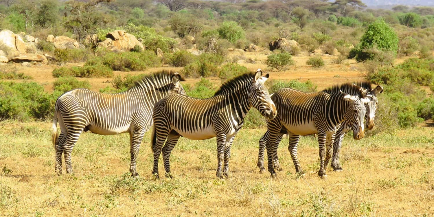 Grevy's zebra standing in dry northern Kenya bush