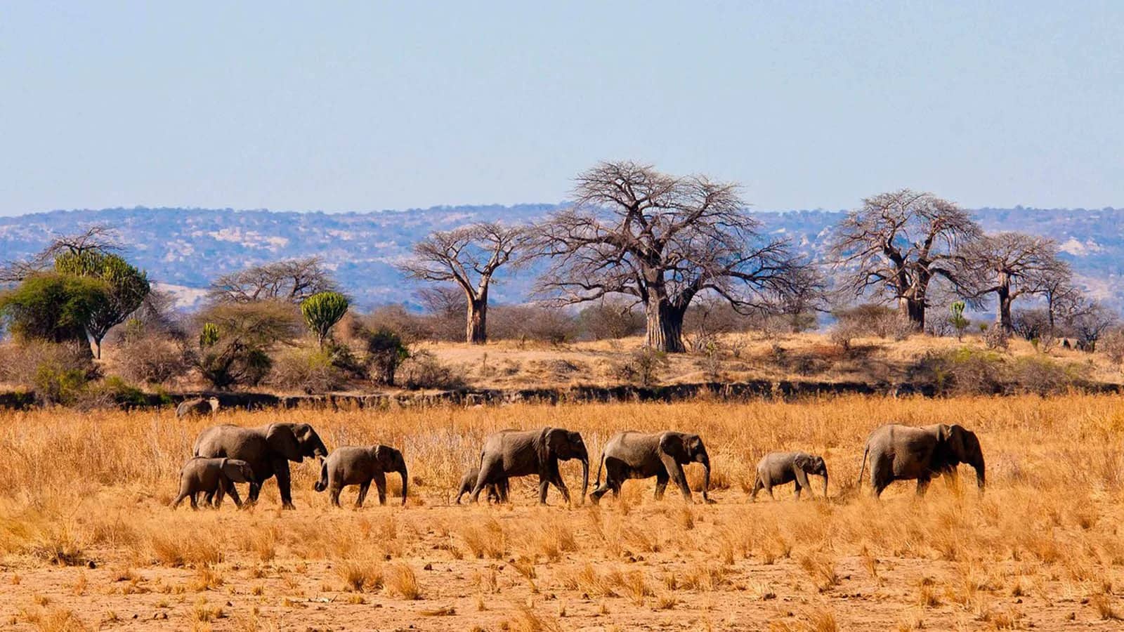 Elephants walking through dry grass beneath a baobab tree