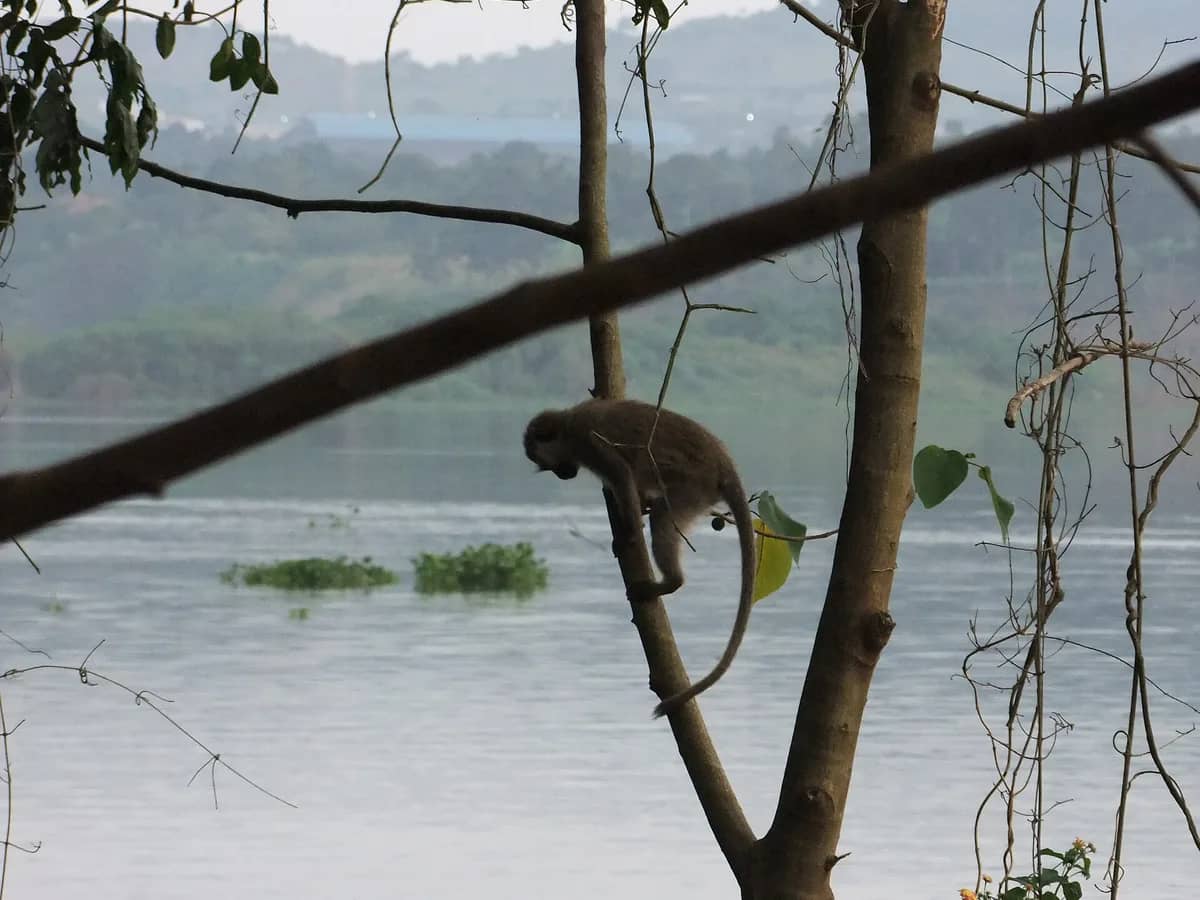 Vervet monkey beside the Nile at Jinja