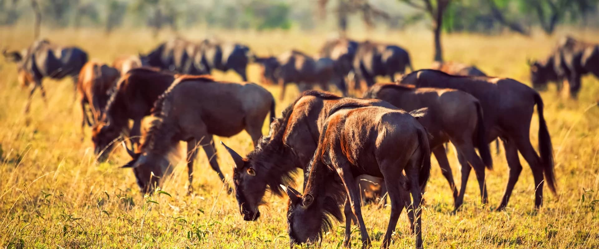 Wildebeest golden light