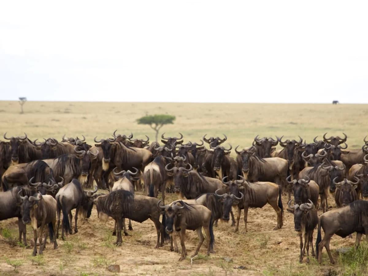 Wildebeest herd seen during an East African safari