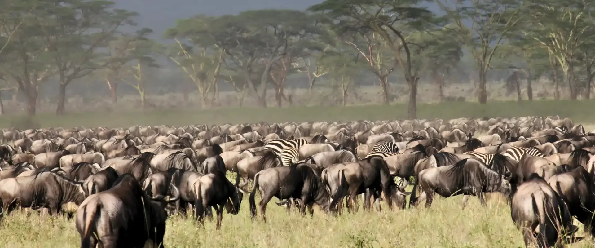Wildebeest herd seen during an East African safari