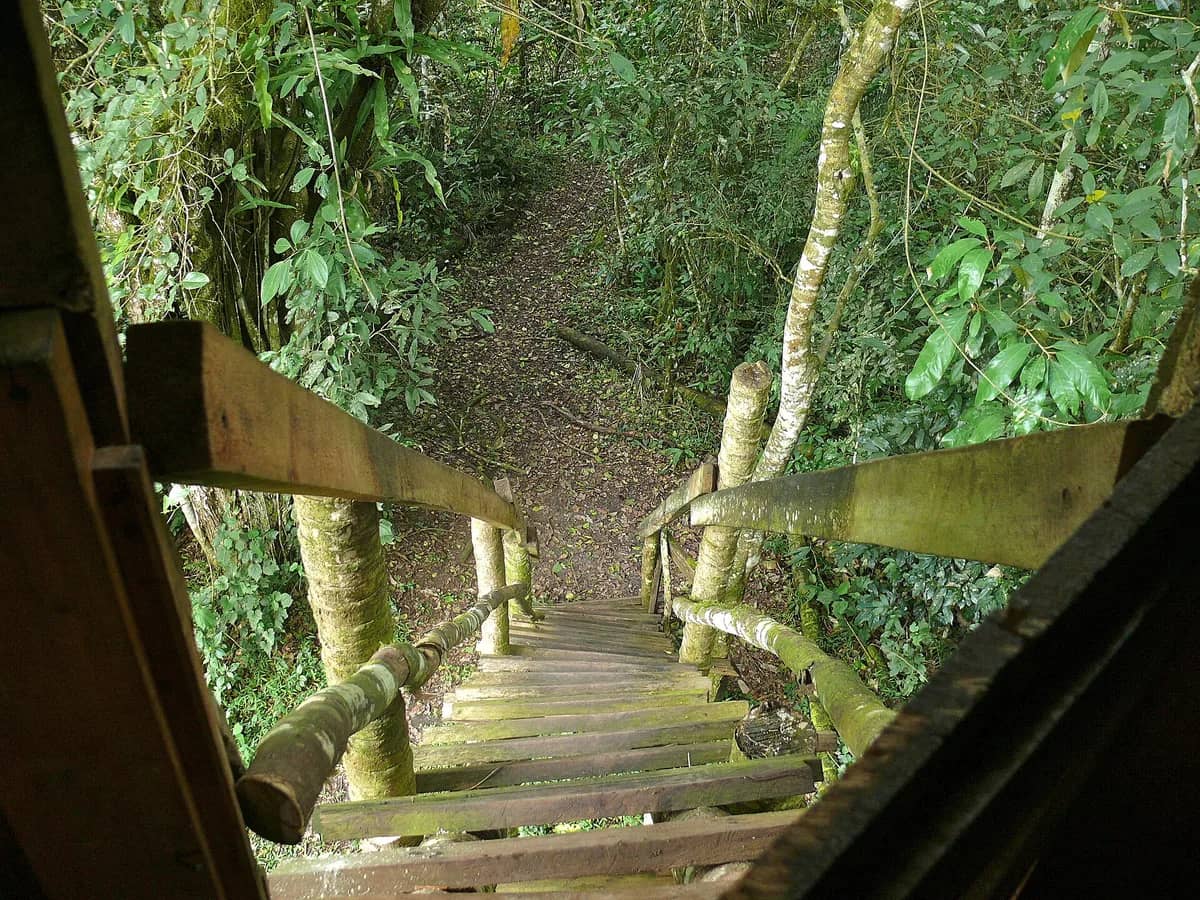 Wooden stairway through Kibale forest