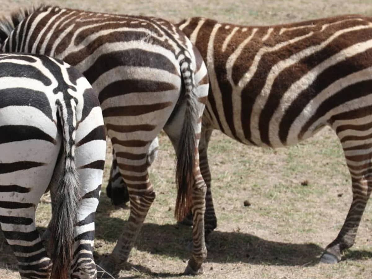 Zebra seen during an East African safari