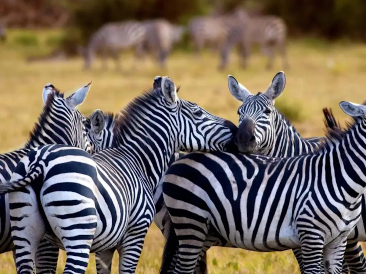 Zebra seen during an East African safari