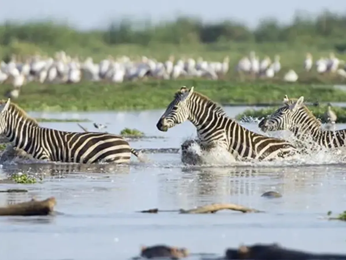 Zebra flamingo water