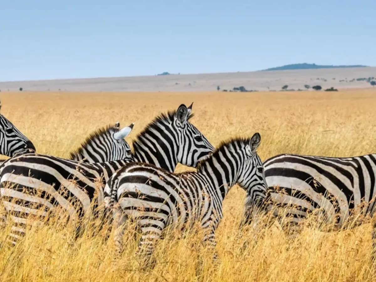 Zebra golden light