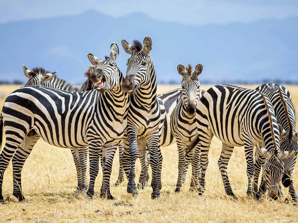 Zebra herd seen during an East African safari