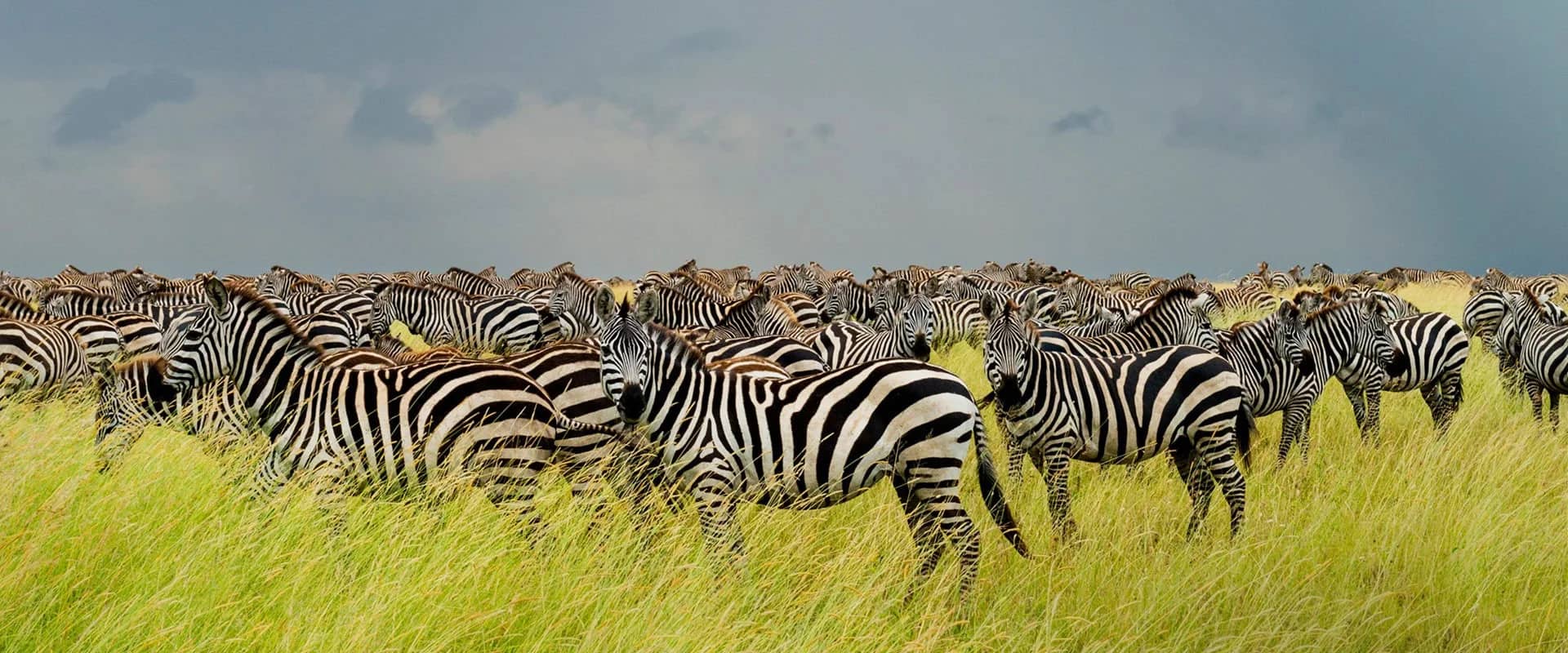 Zebra herd seen during an East African safari