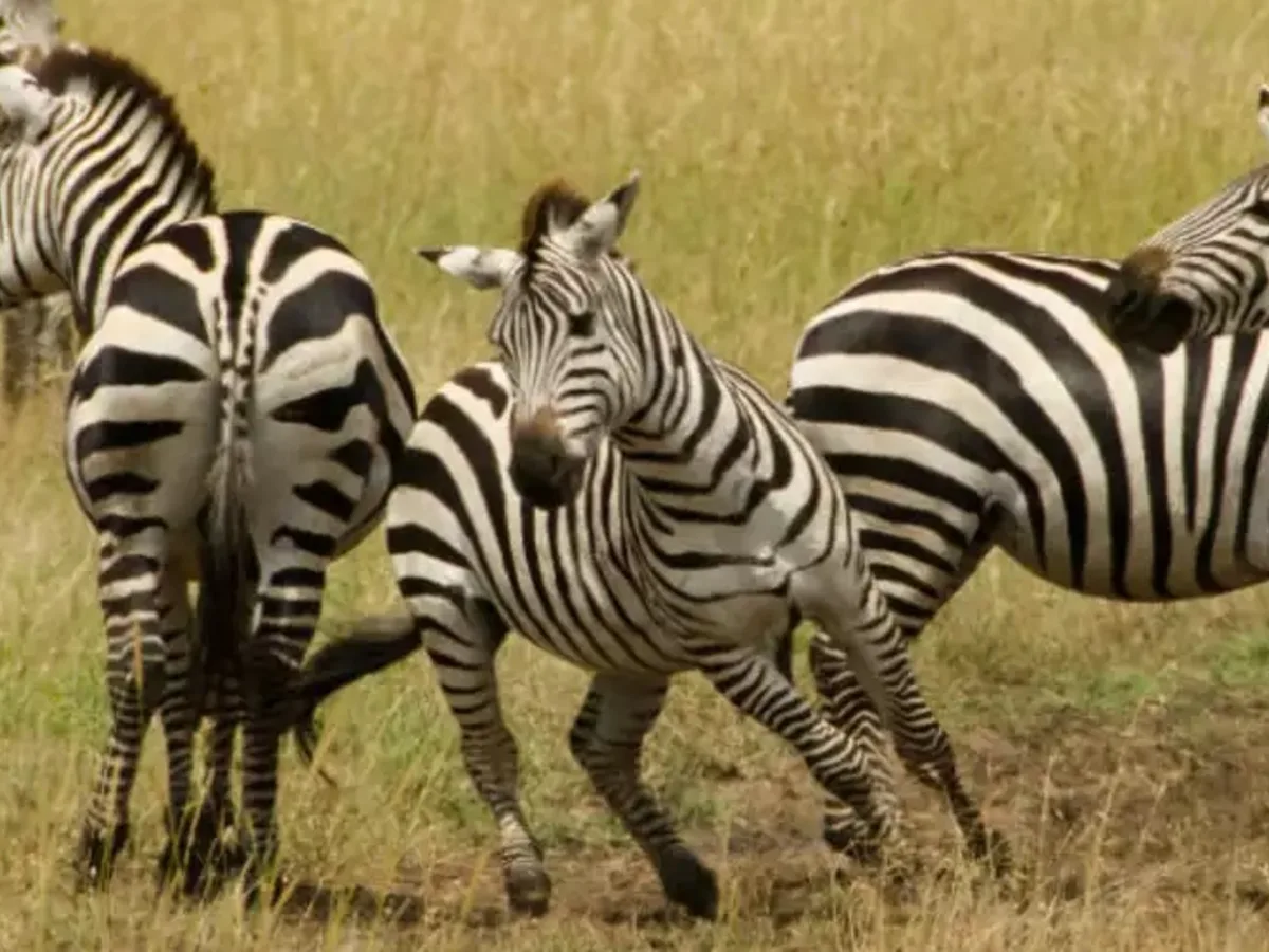 Zebra herd seen during an East African safari