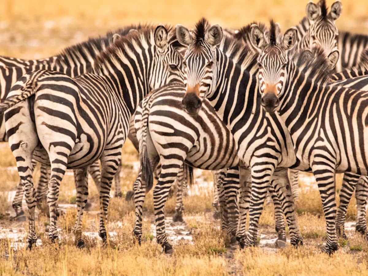 Zebra herd seen during an East African safari
