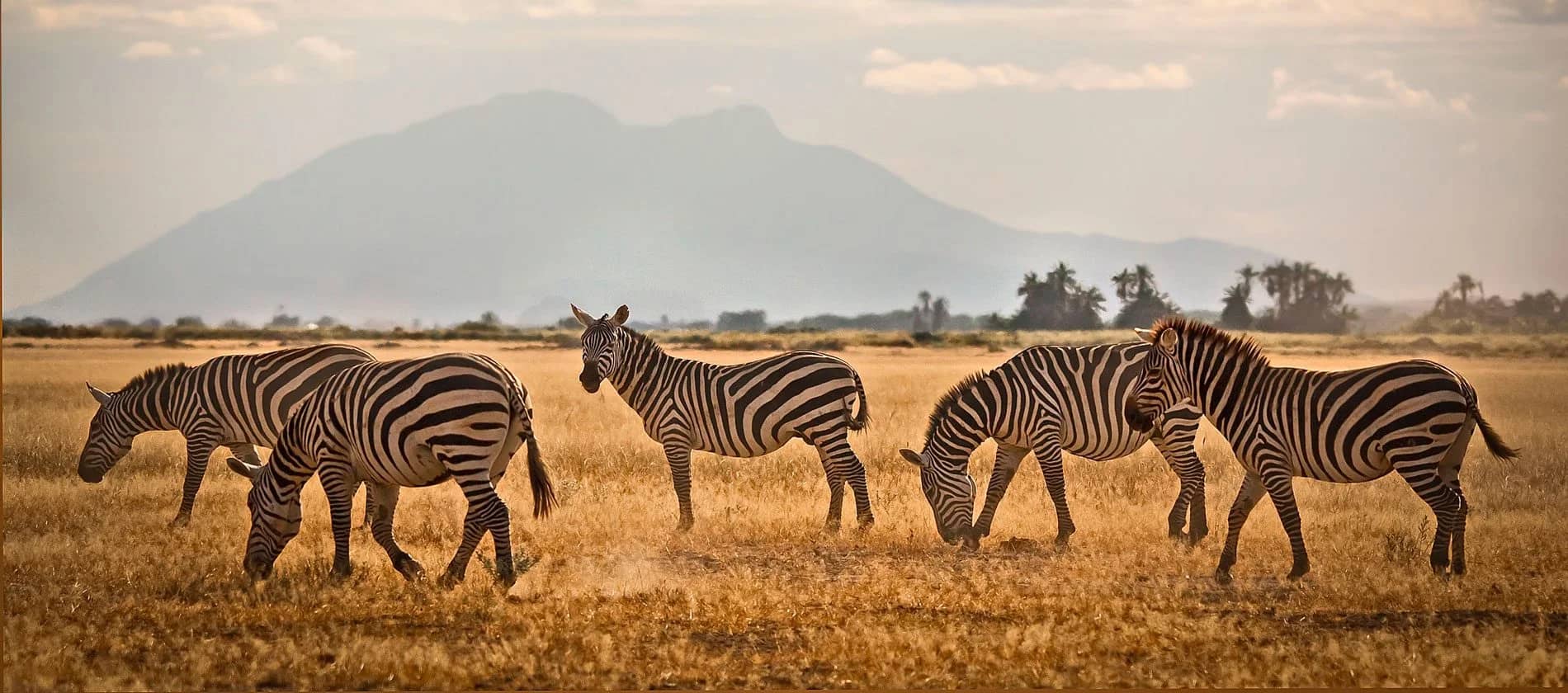 Zebra mountain seen during an East African safari