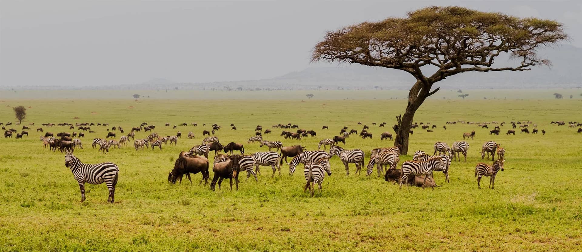 Zebra wildebeest acacia
