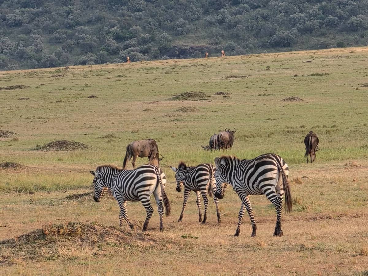 Zebra wildebeest savannah