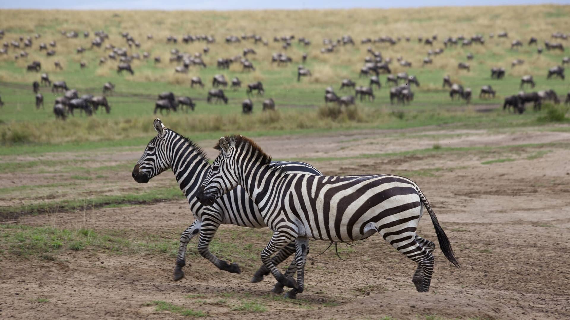 Two zebras running across open ground with a wildebeest herd grazing behind